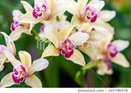 Beautiful oriental orchid flowers in botanical garden, closeup Cymbidium orchid photo Beautiful oriental orchid flowers in botanical garden, closeup Cymbidium orchid photo 105796976