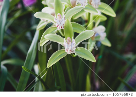 Green yellow Cymbidium orchid flowering in tropical garden, closeup photo 105796978