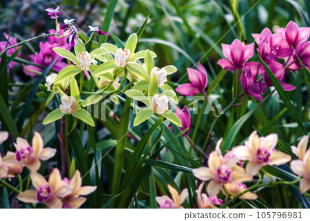 Many orchids flowering in tropical garden, Cymbidiums or Boat orchids variety 105796981