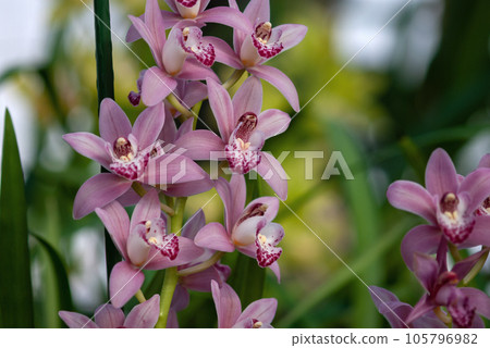 Pink orchid flowers (Cymbidium or boat orchid) against blurred botanical garden, stock photo Pink orchid flowers (Cymbidium or boat orchid) against blurred botanical garden, stock photo 105796982