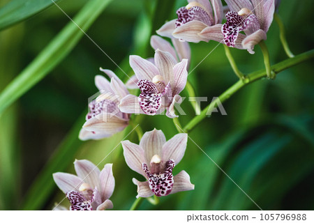 Dusty pink cymbidium orchid flowering in winter garden 105796988