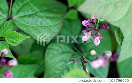 Phaseolus vulgaris  L. blooming with  small purple flowers, garden bean plants, top view 105796990