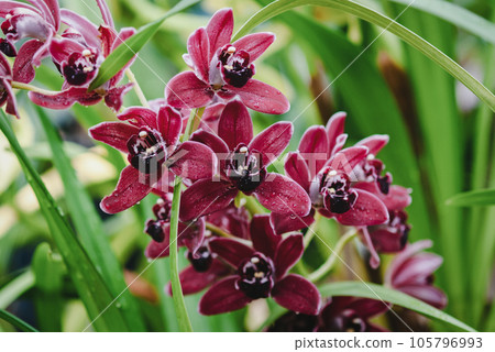Wine red Cymbidium orchid blooming in botanical garden, photograph 105796993