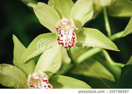 Yellow-green boat orchid flowers (Cymbidium devonianum) close-up Yellow-green boat orchid flowers (Cymbidium devonianum) close-up 105796997