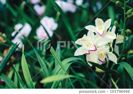 Orchid garden with blooming Cymbidium and other ground orchids Orchid garden with blooming Cymbidium and other ground orchids 105796998