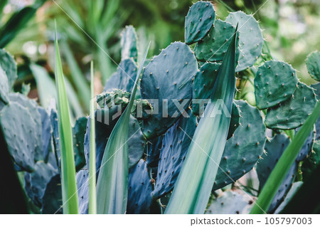 Succulent desert plants growing in botanical garden Succulent desert plants growing in botanical garden 105797003