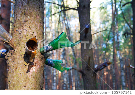 Necks of broken glass bottles on tree branches in forest for shooting 105797141