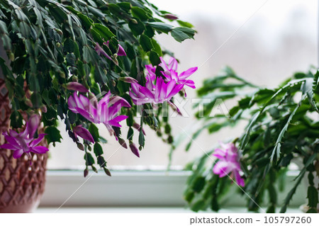 Schlumbergera truncata - Thanksgiving cactus or Crab cactus with bright pink flowers by the window start blooming in winter 105797260
