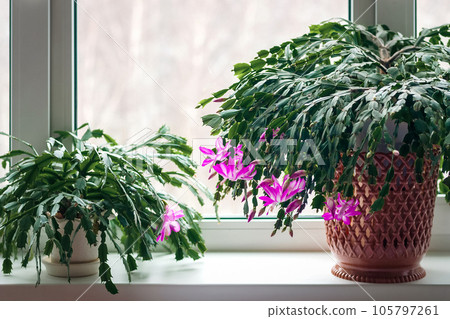 Thanksgiving cactus (Schlumbergera truncata) or crab cactus plants on window sill start blossoming in winter Thanksgiving cactus (Schlumbergera truncata) or crab cactus plants on window sill start blossoming in winter 105797261