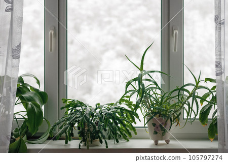 Houseplants growing on windowsill in winter season against trees in snow behind the window Houseplants growing on windowsill in winter season against trees in snow behind the window 105797274