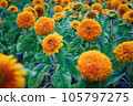 Garden orange sunflowers flowering - Helianthus annuus 105797275