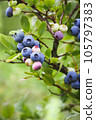 Blue huckleberry bush Vaccinium corymbosum ripening berries blueberry plant in garden vertical shot 105797383