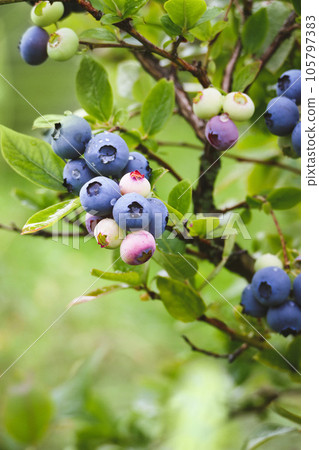 Blue huckleberry bush Vaccinium corymbosum ripening berries blueberry plant in garden vertical shot Blue huckleberry bush Vaccinium corymbosum ripening berries blueberry plant in garden vertical shot 105797383