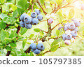 Blueberry growing in the sun Vaccinium plant in garden ripening blueberries on bush closeup 105797385