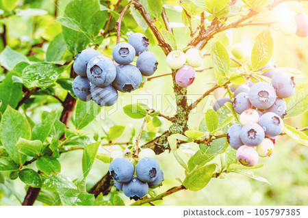 Blueberry growing in the sun Vaccinium plant in garden ripening blueberries on bush closeup Blueberry growing in the sun Vaccinium plant in garden ripening blueberries on bush closeup 105797385
