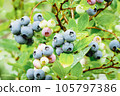 Blueberry plants cultivated in garden Vaccinium angustifolium ripening lowbush blueberries closeup 105797386