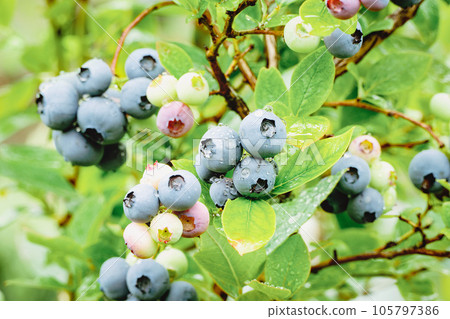 Blueberry plants cultivated in garden Vaccinium angustifolium ripening lowbush blueberries closeup Blueberry plants cultivated in garden Vaccinium angustifolium ripening lowbush blueberries closeup 105797386