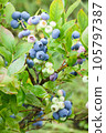 Low bush blueberry Vaccinium angustifolium plant cultivated in garden ripening lowbush blueberries after rain 105797387