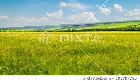 Green wheat field and blue sky. Wide photo. 105797750