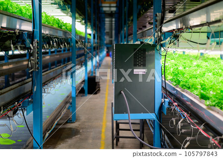 Vegetables growing in indoor farm, Hydroponic vegetable farm 105797843