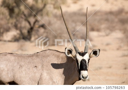 oryx oryx 105798263