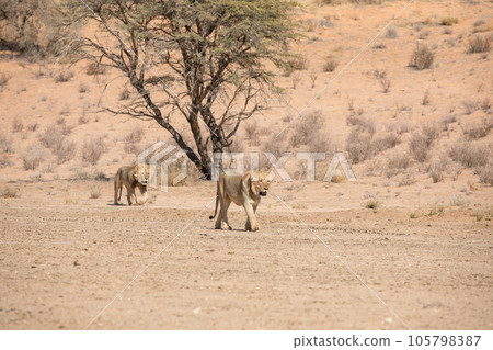 Lion at kgalagadi national park, south africa Lion at kgalagadi national park, south africa 105798387