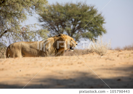 Lion at kgalagadi national park, south africa 105798443