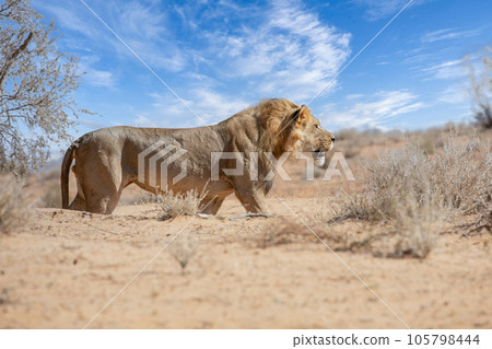 Lion at kgalagadi national park, south africa 105798444