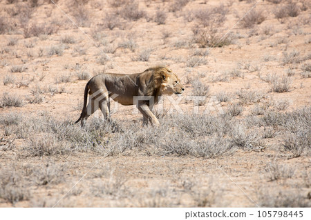 Lion at kgalagadi national park, south africa 105798445