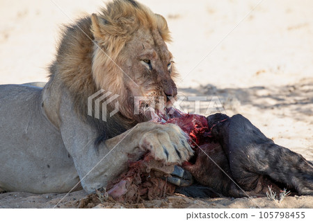 lions in the kgalagadi transfrontier park, south africa lions in the kgalagadi transfrontier park, south africa 105798455