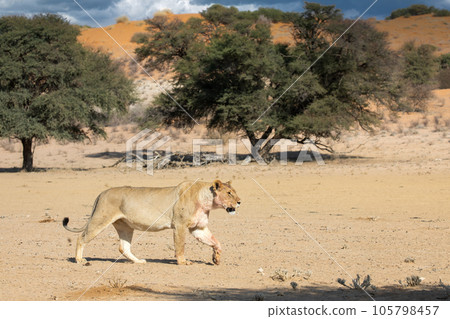 lions in the kgalagadi transfrontier park, south africa 105798457