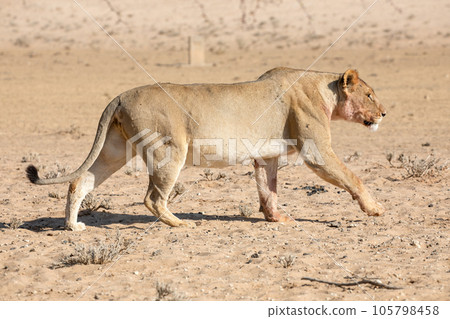 lions in the kgalagadi transfrontier park, south africa 105798458