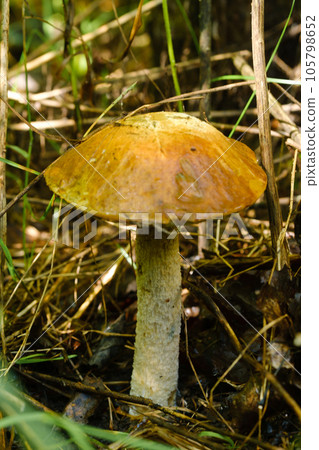 In the forest grows a magnificent mushroom podberezovik. Forest mushrooms 105798652