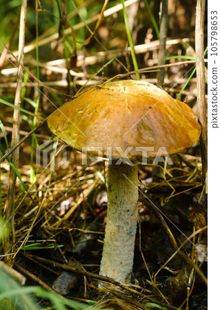 In the forest grows a magnificent mushroom podberezovik. Forest mushrooms 105798653