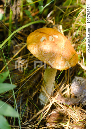 In the forest grows a magnificent mushroom podberezovik. Forest mushrooms 105798654
