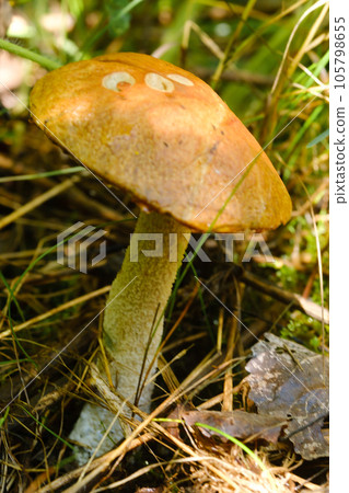 In the forest grows a magnificent mushroom podberezovik. Forest mushrooms 105798655