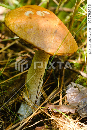 In the forest grows a magnificent mushroom podberezovik. Forest mushrooms 105798656