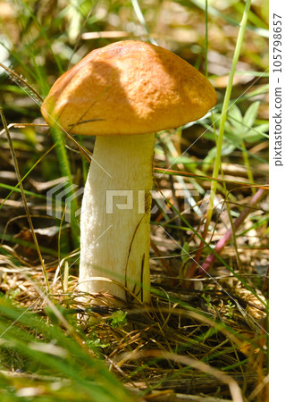 An edible aspen mushroom growing in the forest. Mushrooms in the forest. Mushroom picking An edible aspen mushroom growing in the forest. Mushrooms in the forest. Mushroom picking 105798657