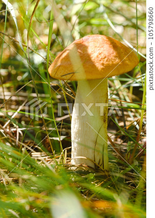An edible aspen mushroom growing in the forest. Mushrooms in the forest. Mushroom picking 105798660