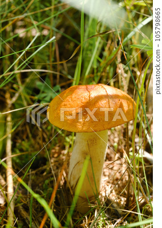 An edible aspen mushroom growing in the forest. Mushrooms in the forest. Mushroom picking 105798665