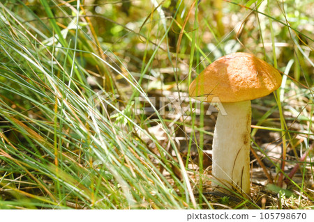 An edible aspen mushroom growing in the forest. Mushrooms in the forest. Mushroom picking 105798670