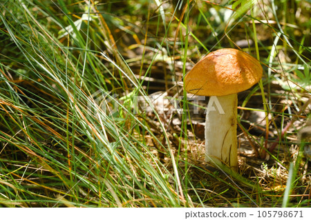 An edible aspen mushroom growing in the forest. Mushrooms in the forest. Mushroom picking 105798671