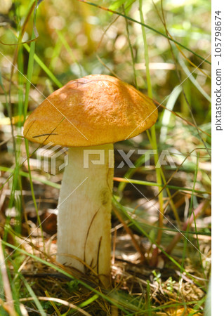 An edible aspen mushroom growing in the forest. Mushrooms in the forest. Mushroom picking An edible aspen mushroom growing in the forest. Mushrooms in the forest. Mushroom picking 105798674
