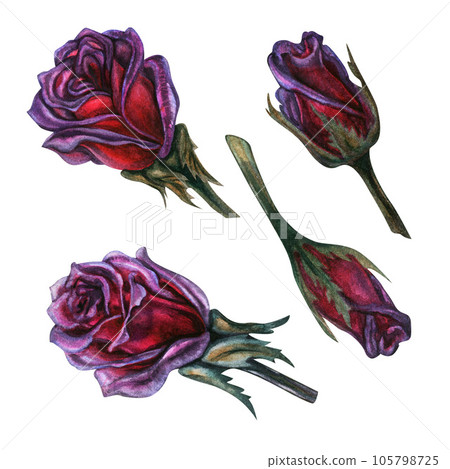 Dark purple roses with stems and leaves hand drawn watercolor 105798725