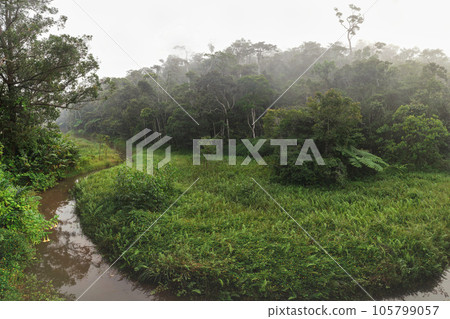 High resolution wide angle panorama - calm morning in tropical rainforest jungle with small river. Vibrant green foliage - most of it endemic to Madagascar. High resolution wide angle panorama - calm morning in tropical rainforest jungle with small river. Vibrant green foliage - most of it endemic to Madagascar. 105799057