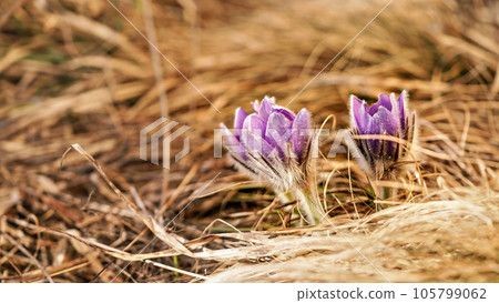 Purple greater pasque flower - Pulsatilla grandis - growing in dry grass, close up detail 105799062