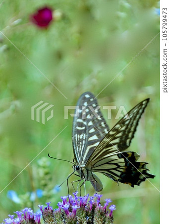 "A swallowtail butterfly dancing in the summer field." 105799473
