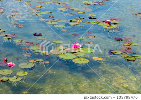 blooming white and pink lotus flowers in the pond. blooming white and pink lotus flowers in the pond. 105799476