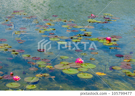 blooming white and pink lotus flowers in the pond. 105799477