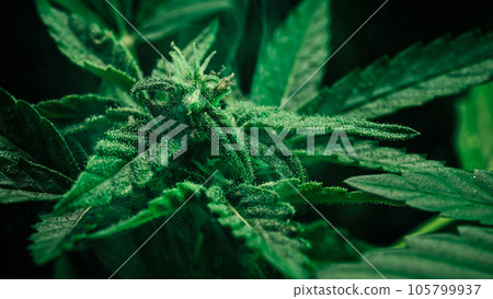 Cultivating marijuana, sativa weed leaves, buds under rain drops, macro texture Cultivating marijuana, sativa weed leaves, buds under rain drops, macro texture 105799937
